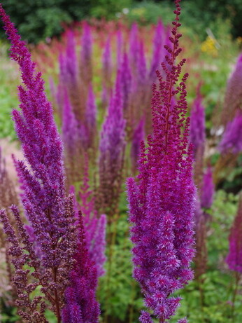 Plant profile - astilbe Plant profile - astilbe
