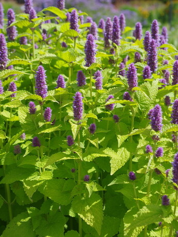 Weekly catch up with gardens & propagation Weekly catch up with gardens & propagation