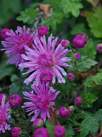 Our favourite perennials for late summer colour Our favourite perennials for late summer colour
