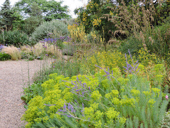 How to use biennial flowers in the garden for a naturalistic look How to use biennial flowers in the garden for a naturalistic look