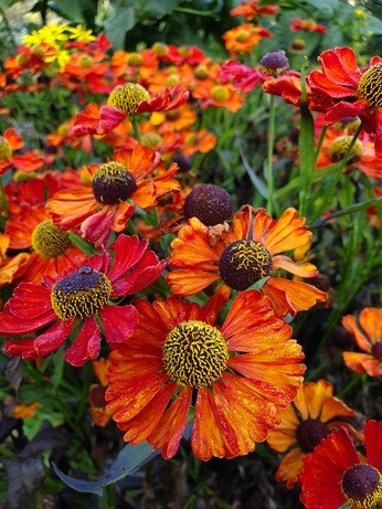 Top 10 moisture loving plants Top 10 moisture loving plants