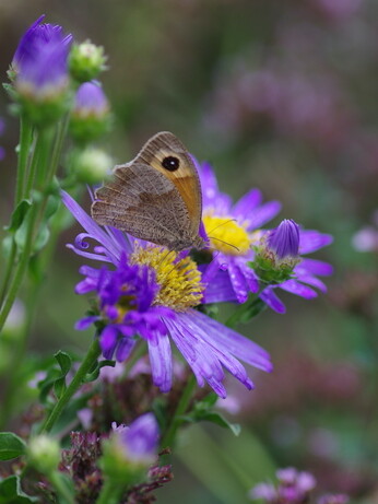 Asters- how to grow and care for Asters- how to grow and care for