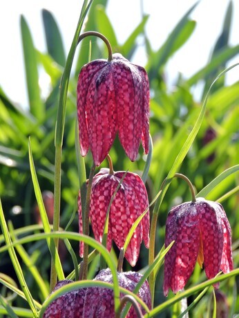 Our favourite spring bulbs Our favourite spring bulbs