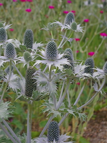 Weekly catch up with garden & propagation Weekly catch up with garden & propagation