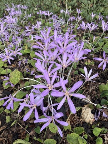 Weekly catch up with garden and propagation Weekly catch up with garden and propagation