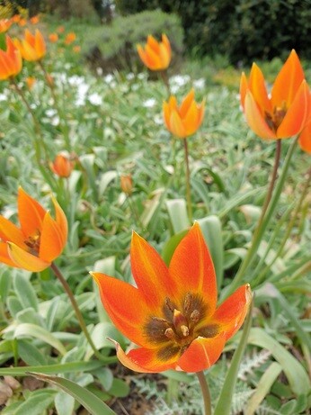 Species tulips and how to grow them Species tulips and how to grow them