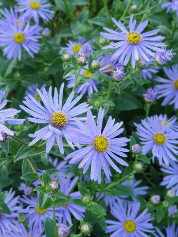 Top 10 plants for autumn Interest Top 10 plants for autumn Interest