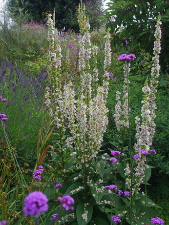 Gardening Dilemmas - Part 1 Gardening Dilemmas - Part 1