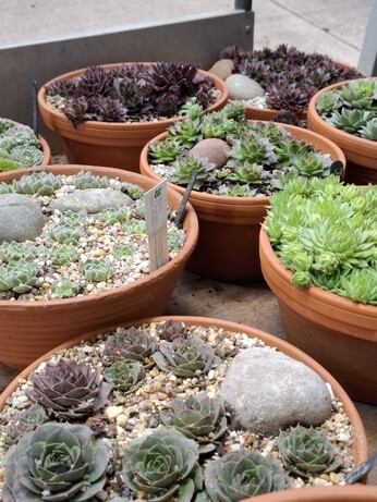 Weekly catch up with garden & propagation Weekly catch up with garden & propagation