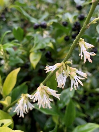 Top 10 early spring plants Top 10 early spring plants