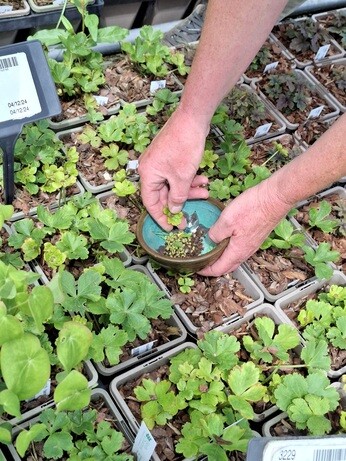 Weekly catch up with garden & propagation