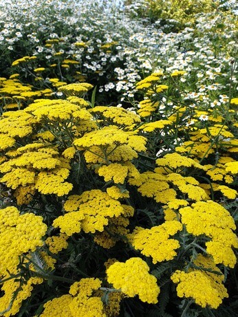 Achillea- How to Grow and Care for Achillea- How to Grow and Care for