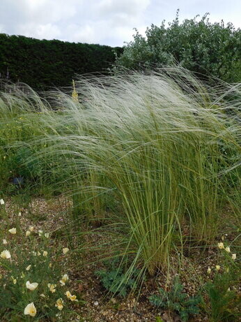 Weekly catch up with garden & propagation Weekly catch up with garden & propagation