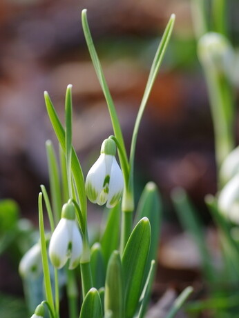 Splendid snowdrops at the Beth Chatto Gardens Splendid snowdrops at the Beth Chatto Gardens