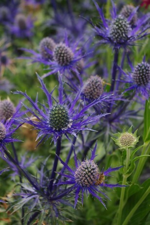 Plant combination ideas in June Plant combination ideas in June