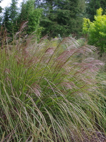 Miscanthus championship - propagation Miscanthus championship - propagation