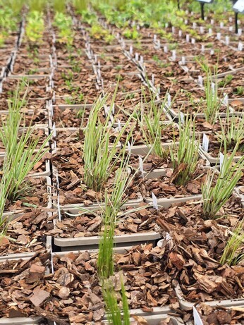 Weekly catch up with garden and propagation Weekly catch up with garden and propagation