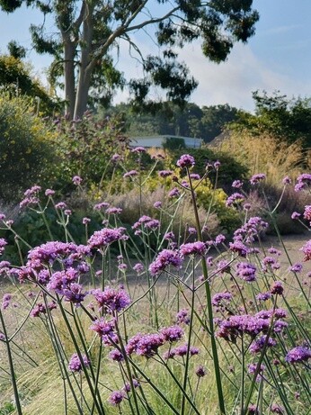 Top 12 drought-resistant plants Top 12 drought-resistant plants