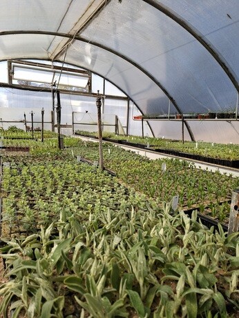 Weekly catch up with gardens & propagation Weekly catch up with gardens & propagation