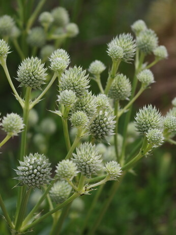 How to grow eryngium (sea holly) How to grow eryngium (sea holly)