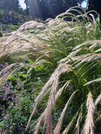 Stipa- How to Grow and Care for Stipa- How to Grow and Care for