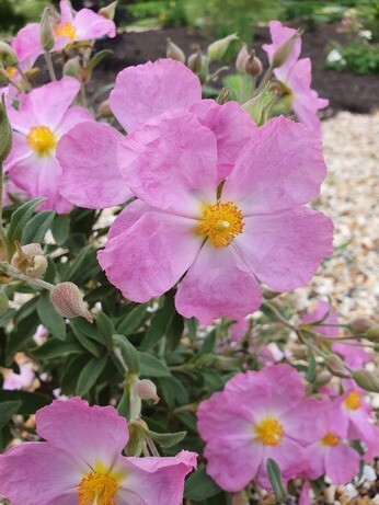 Gardening Dilemmas - Part 5 Gardening Dilemmas - Part 5