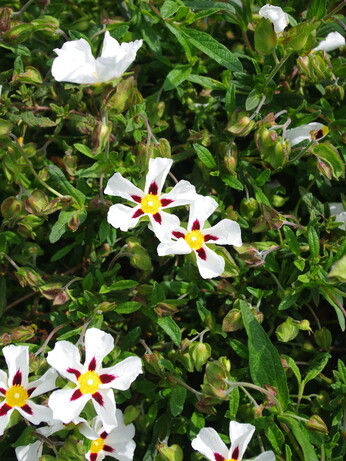 Plant profile - cistus Plant profile - cistus