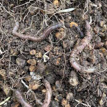 Wild Words from the Ground – February & March Wild Words from the Ground – February & March