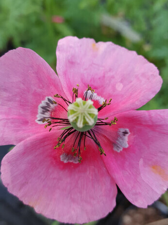 Weekly catch up with gardens & propagation Weekly catch up with gardens & propagation