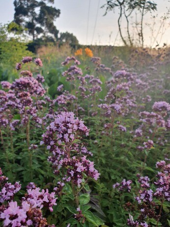 Origanum- the perfect Gravel Garden plant Origanum- the perfect Gravel Garden plant