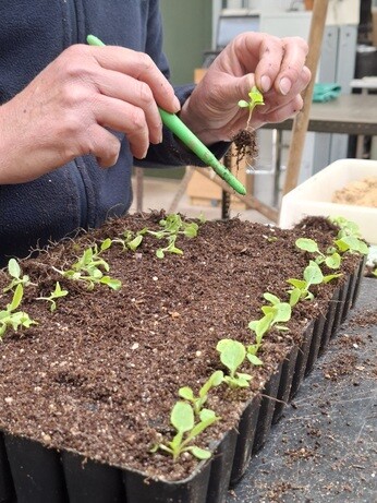 Weekly catch up with garden & propagation Weekly catch up with garden & propagation