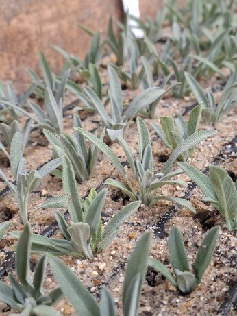 Weekly catch up with garden & propagation Weekly catch up with garden & propagation