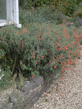 Weekly catch up with garden & propagation Weekly catch up with garden & propagation