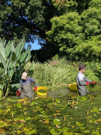 Weekly catch up with garden & propagation Weekly catch up with garden & propagation