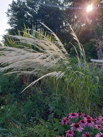 Stipa- How to Grow and Care for Stipa- How to Grow and Care for