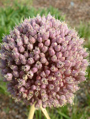 Alliums