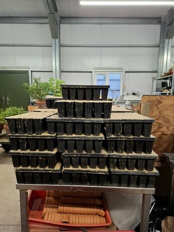 News from the garden and propagation News from the garden and propagation