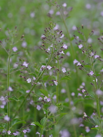 Plant profile - eryngium Plant profile - eryngium
