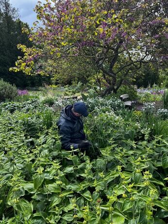 Weekly catch up with garden and propagation Weekly catch up with garden and propagation