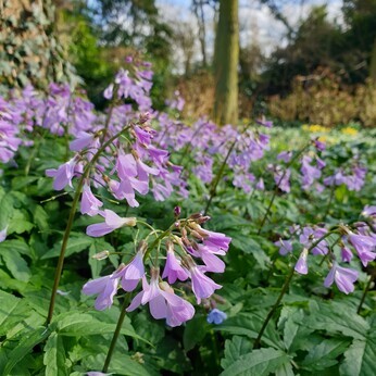 Apprentice Hannah- 'My favourite places in the garden' Apprentice Hannah- 'My favourite places in the garden'