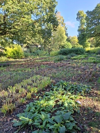 News from the garden and propagation News from the garden and propagation