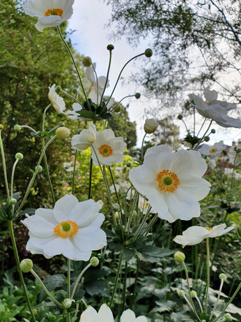 Top 10 plants for autumn Interest Top 10 plants for autumn Interest