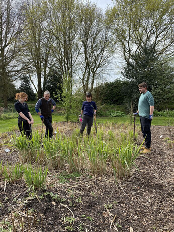 Miscanthus championship - propagation Miscanthus championship - propagation