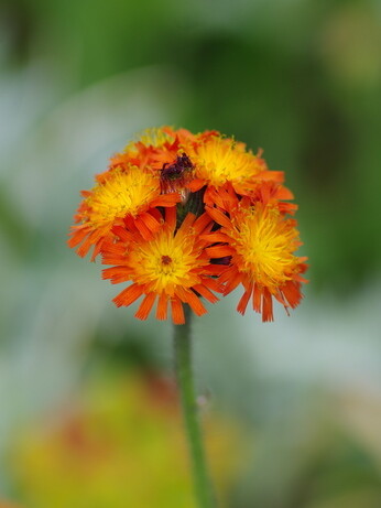 Weekly catch up with garden & propagation Weekly catch up with garden & propagation
