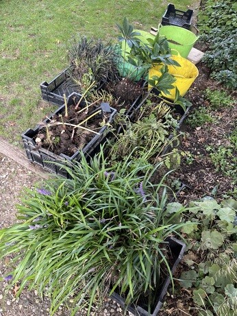 Weekly catch up with garden and propagation Weekly catch up with garden and propagation