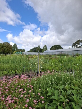 Weekly catch up with garden and propagation Weekly catch up with garden and propagation