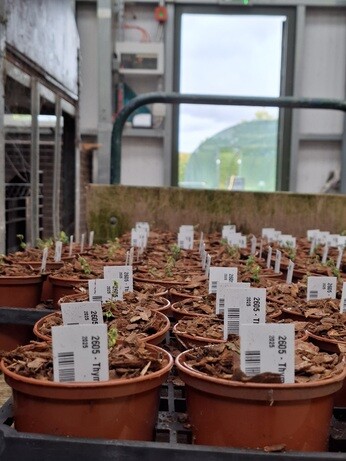 Weekly catch up with garden & propagation Weekly catch up with garden & propagation