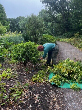 Weekly catch up with garden & propagation Weekly catch up with garden & propagation