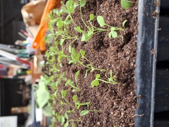 Weekly catch up with garden & propagation Weekly catch up with garden & propagation