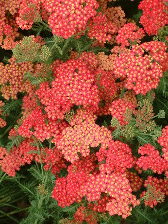 Achillea- How to Grow and Care for Achillea- How to Grow and Care for